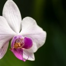 Orchid